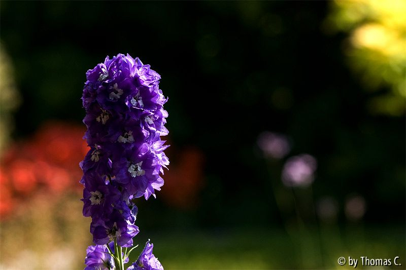 Blau gegen den Rest der Welt