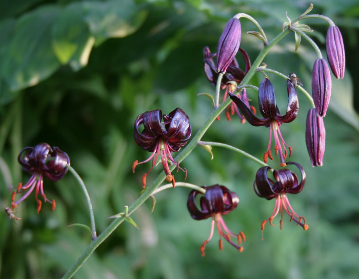Lilium martagon var. cattaniae