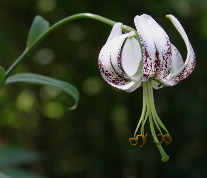 Lilium duchartrei - CY-L26