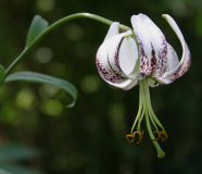 Lilium duchartrei - CY-L26