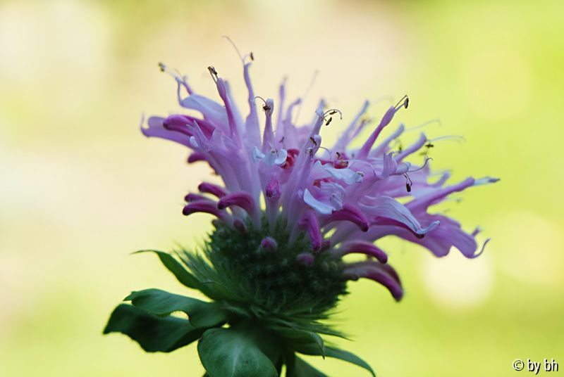 Monarda ´Fishes´
