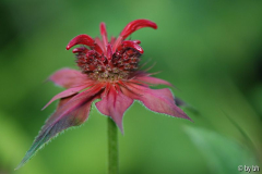 Monarda ´Gardenview Scarlet´