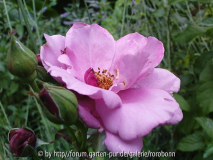 mauve melodee 4.jpg