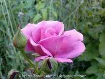 mauve melodee 2.jpg