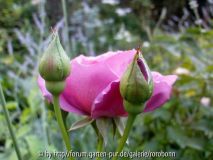 mauve melodee 1~0.jpg