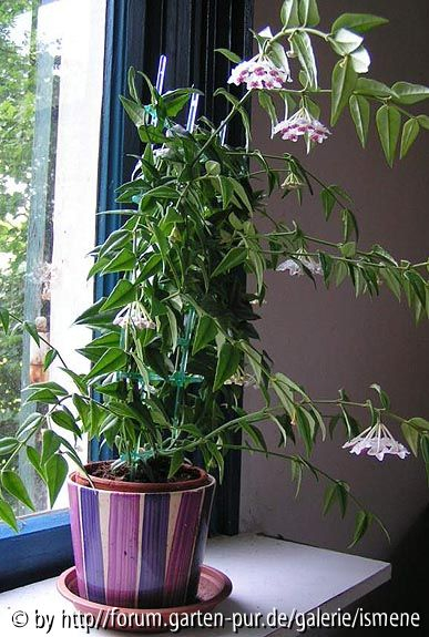 Hoya bella