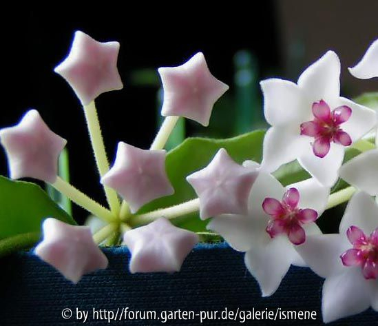 Hoya bella