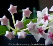 Hoya bella