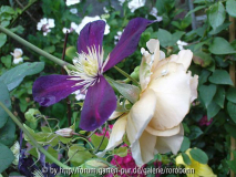 julias rose op stam mit mikkelite 2_pg.j