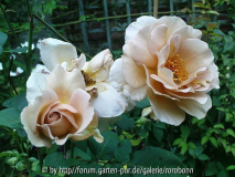 julias rose 5.jpg