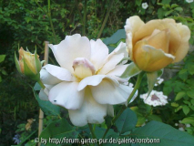 julias rose 4.jpg