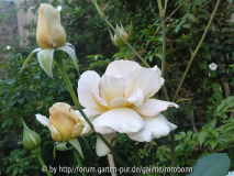 julias rose 3.jpg