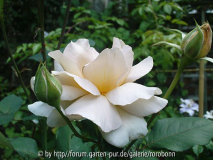 julias rose 1.jpg