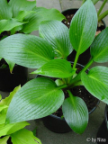Hosta 'Devon Green'