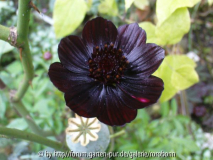 schokoladenblume mit mohnkapsel.jpg
