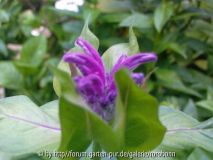 monarda 1.jpg