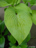 Hosta 'Doubloons'