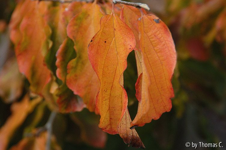 Herbstfarben