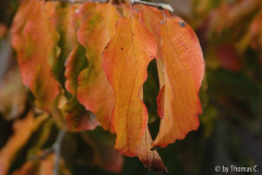 Herbstfarben
