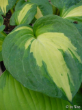 Hosta 'Dreamweaver'