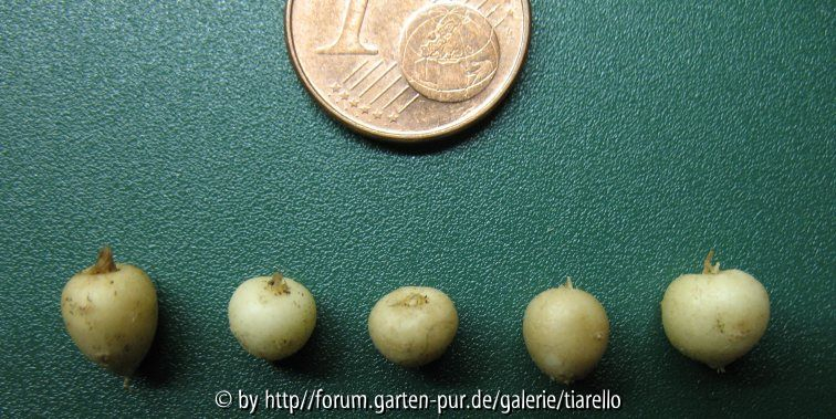 Smyrnium perfoliatum Knöllchen im Juli