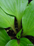 Hosta 'One Man's Treasure'
