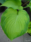 Hosta 'Old Glory'