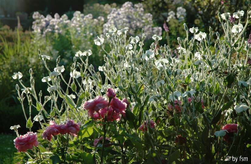 Gartenansichten 12