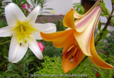 Lilium regale und Lilium African Queen