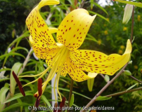Lilium lancifolium Citronella