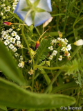 Blatt zur unbekannten Wiesenblume