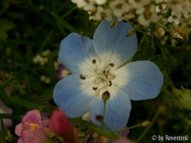 unbekannte Wiesenblume