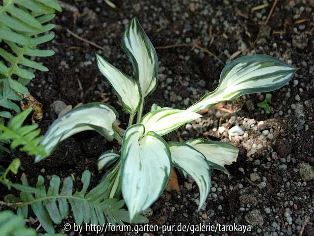 hosta fireworks