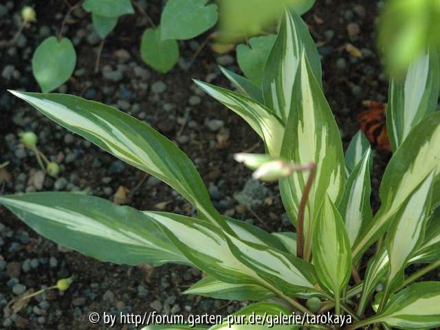 hosta cherry berry