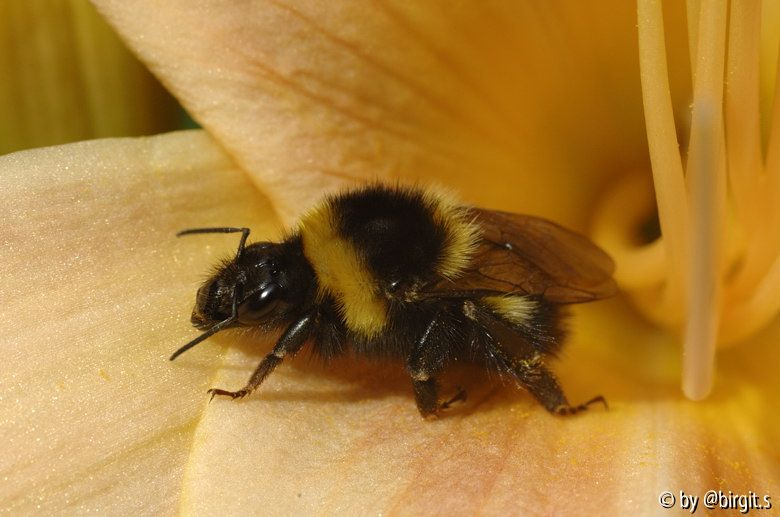Erdhummel
