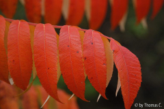Herbstfarben