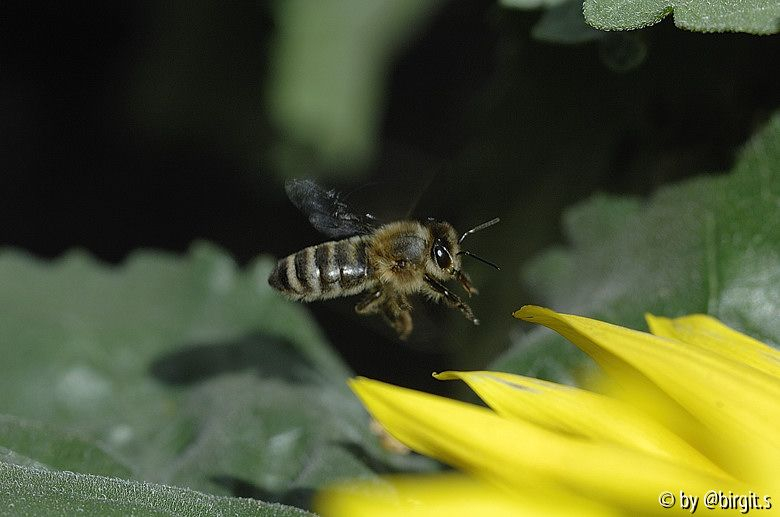 Fliegende Biene