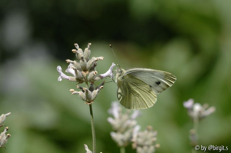 Schmetterling
