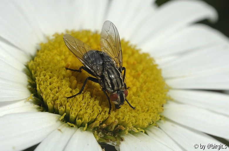 Fliege
