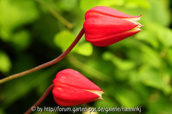 Clematis texensis