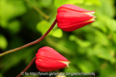 Clematis texensis
