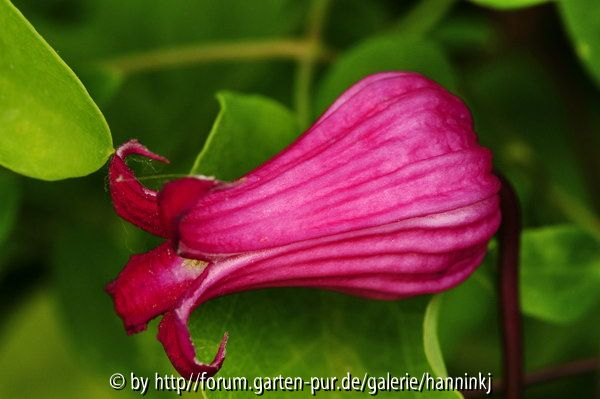 Clematis TEX009