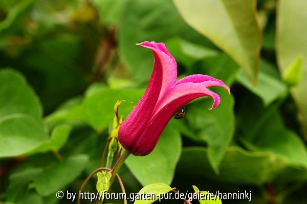 Clematis Princess Diana