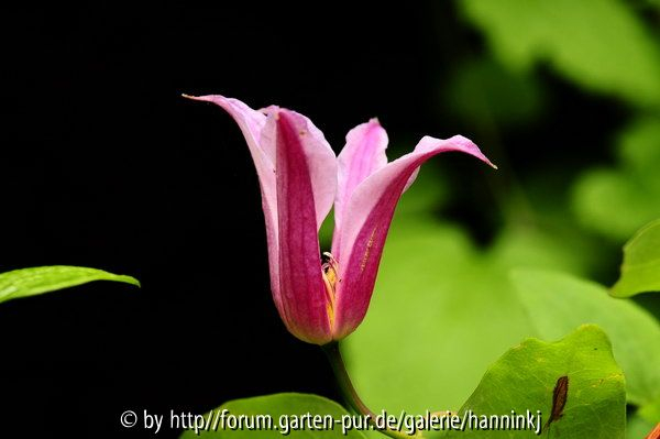 Clematis Duchess of Albany