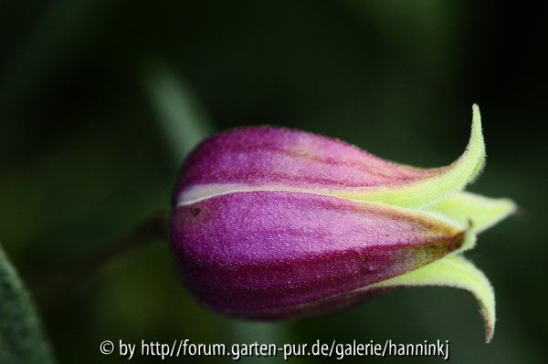 Clematis viorna