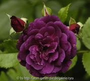 Midnight Blue 6560