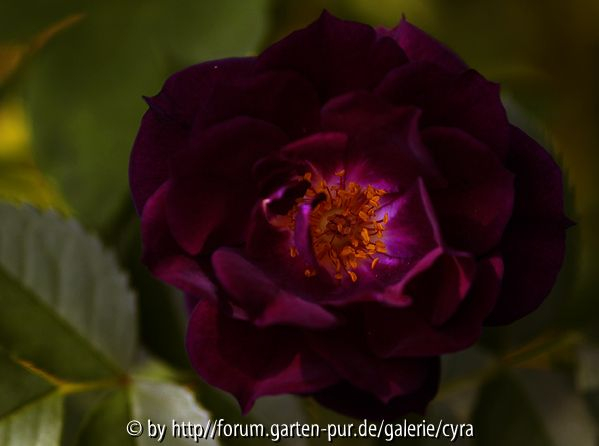 Midnight Blue 3233
