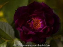 Midnight Blue 3233