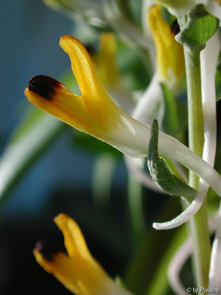 Corydalis schanginii ainae
