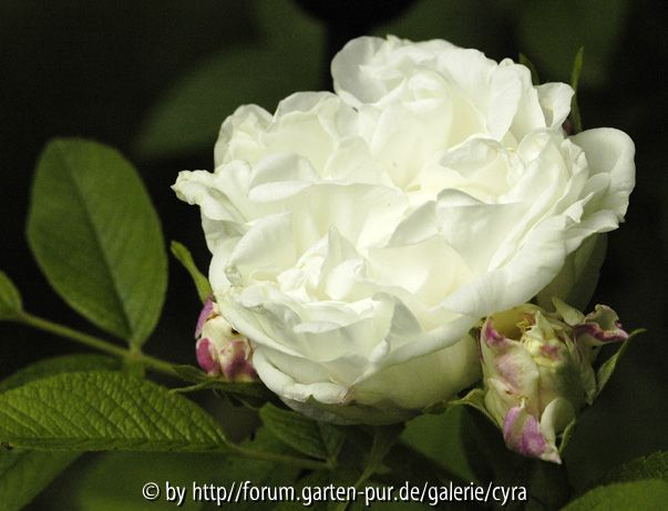 Louise Bugnet 7592
